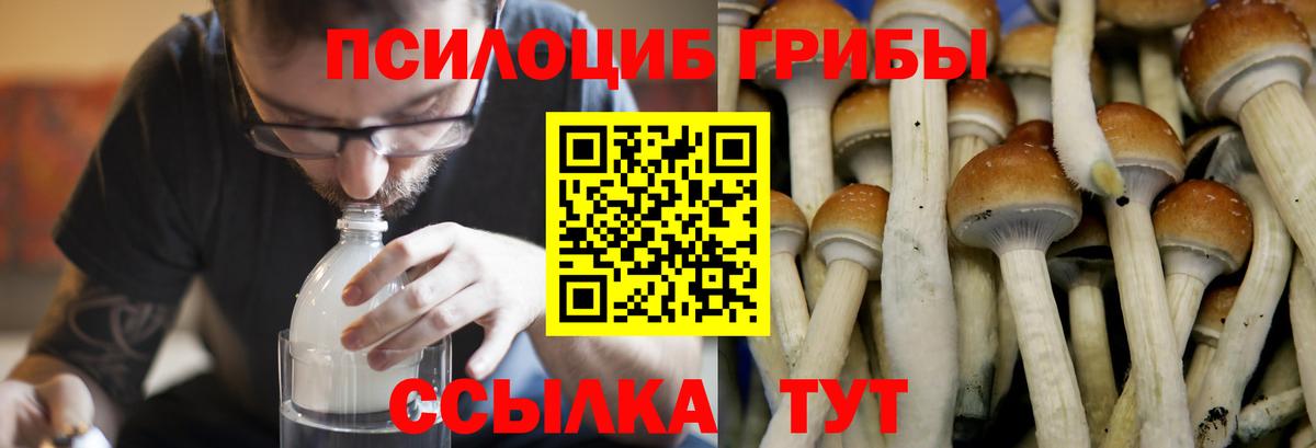 как найти   Галлюциногенные грибы MAGIC MUSHROOMS  Вход с VPN  Псилоцибиновые грибы Magic Shrooms  Аша 